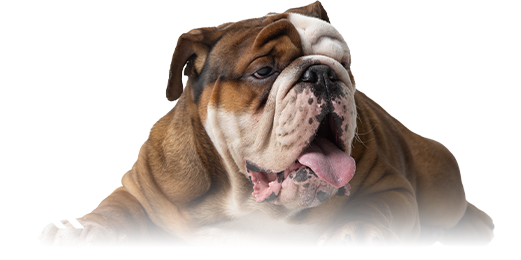 Rufus the dog