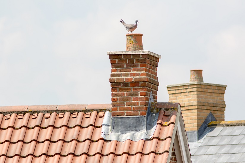 Bird on Chimney