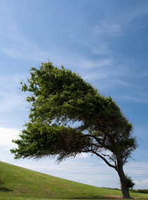 wind-resistant-shingles
