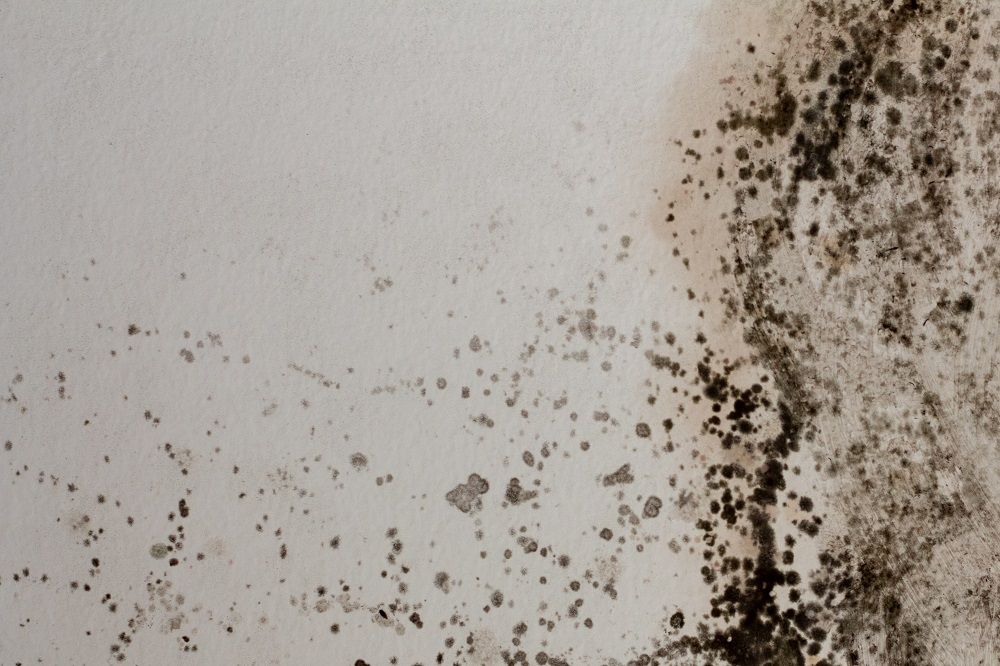 Black mold growing in house