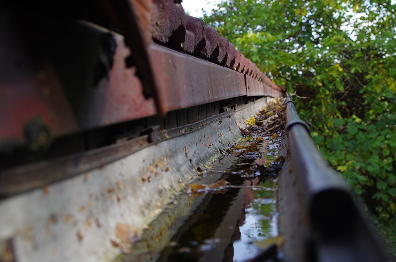 Water and Leaves in Gutter