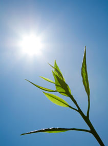 sun-plant