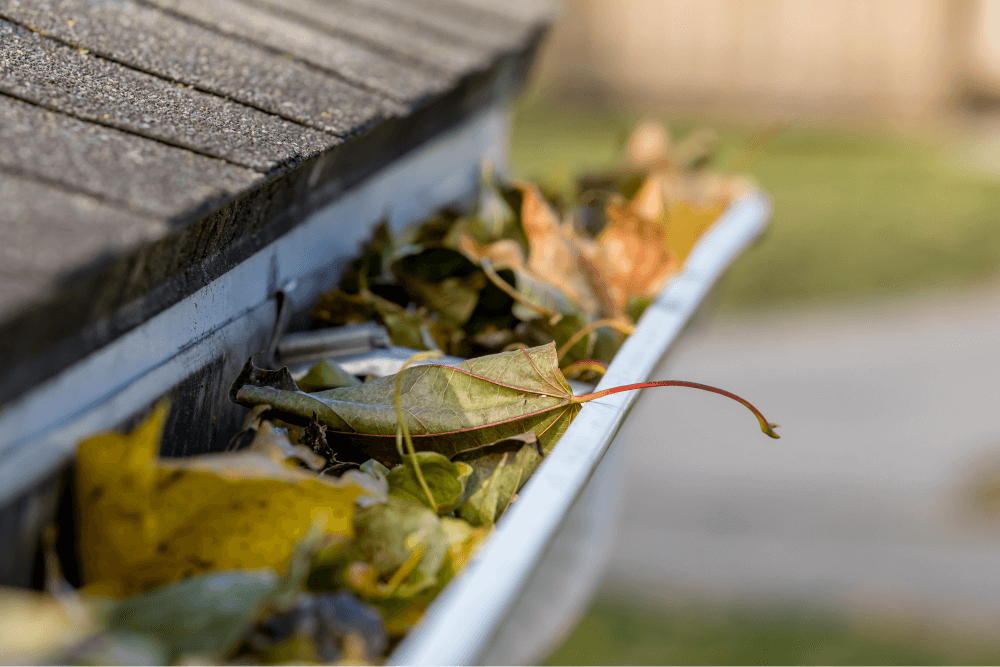 Tree debris on roof