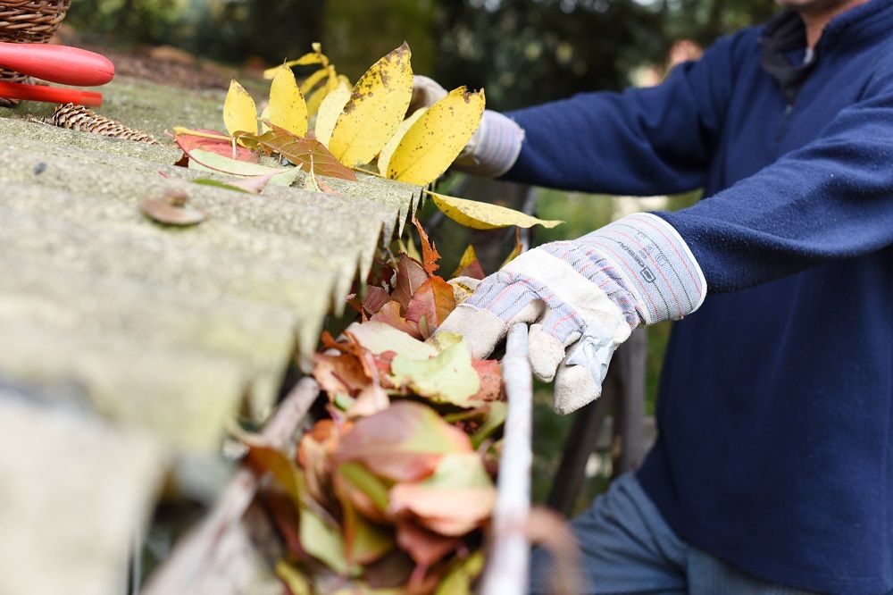 Cleaning Leaves